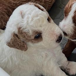 Lily - Parti female Poodle puppy in Nixa, Missouri from Foxtrot Farm Poodles