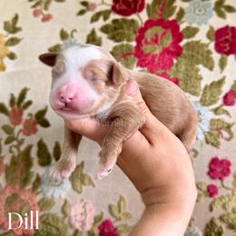 Dill - Red  male Goldendoodle puppy in Aubrey, Texas from The Parrish Doods