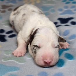 Wingardium Leviosa - Red merle female Border Collie puppy in Chicora, Pennsylvania from Riverwood