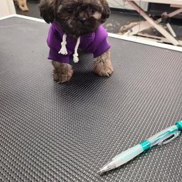 Shih Tzu Puppies from Tammy's Shihtzu Shack