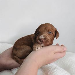 Cosmo - Red  male Goldendoodle puppy in Austin, Texas from Cedarcrest Goldendoodles
