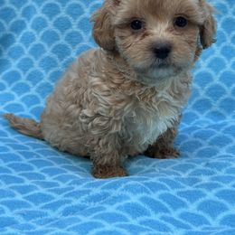 Sunny - Apricot male Maltipoo puppy in Lancaster, Kentucky from Dream Paws Puppies, LLC