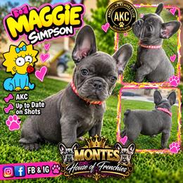 Maggie Simpsons - Blue female French Bulldog puppy in Avondale, Arizona from Montes House of Frenchies