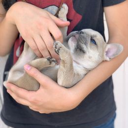 French Bulldog Puppies from McKay’s frenchies & fluffies