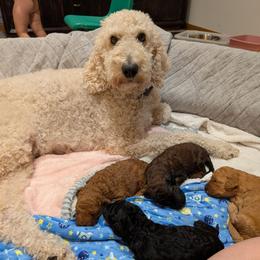 Goldendoodle puppies from Pat's Poodle Pups & Moore