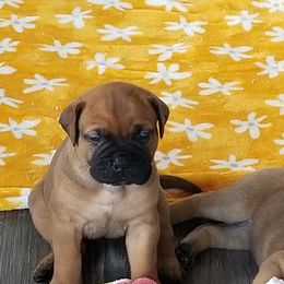Bullmastiff Puppies from Faulkner Bullmastiffs