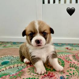 Black Collar Boy - Red male Pembroke Welsh Corgi puppy in Yulee, Florida from Pembroke Welsh Corgis at Belle Haven