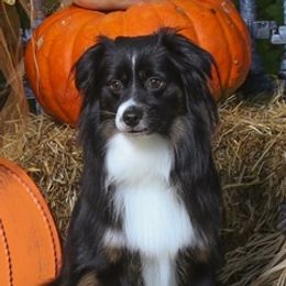 Kovu - Miniature Australian Shepherd