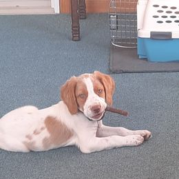Brittanys from 2345 ELO  Erica's Liver & Orange Brittany Puppies
