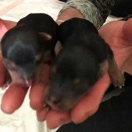 Biewer Terrier and Yorkshire Terrier Puppies from King's Kennel