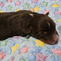Boy 2 - male Miniature Australian Shepherd puppy in Spirit Lake, Idaho from Gemstone Ridge Mini Aussies