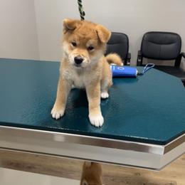 John - Red male Shiba Inu puppy in Greer, South Carolina from Crescent Moon Shibas