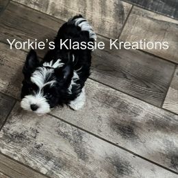 Ryker - Parti male Yorkshire Terrier puppy in Dierks, Arkansas from Yorkie’s Klassie Kreations