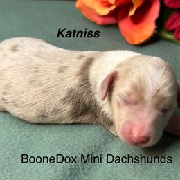 Katniss - Dapple female Dachshund puppy in Lexington, Oklahoma from BooneDox Miniature Dachshunds