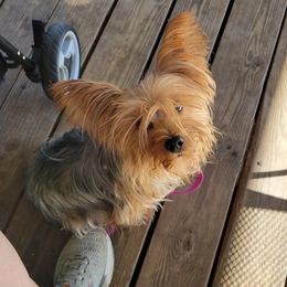Ruby - Yorkshire Terrier