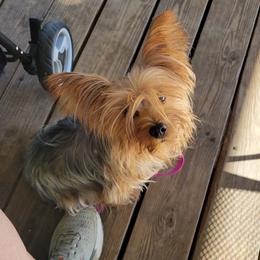 Ruby - Yorkshire Terrier