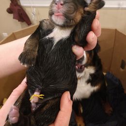 Bernedoodle and Double Doodle Puppies from Cloud Nine Doodles