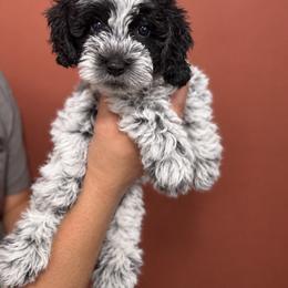 Meyer - Parti male Goldendoodle puppy in Athens, Alabama from Brewing Doodles