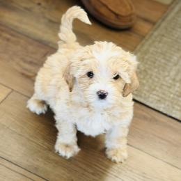 Boy 5 - Apricot male Australian Labradoodle puppy in Florence, New Jersey from Royal Manor Labradoodles