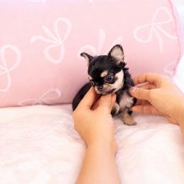 Baby Bambi - Black and tan female Chihuahua puppy in Jacksonville, Florida from Petits Chihuahuas