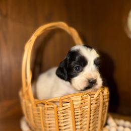 Rain - Black and white female English Springer Spaniel puppy in Cottageville, West Virginia from Mountain Top Springers