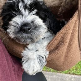 Cockapoo Puppies from Golden Paws