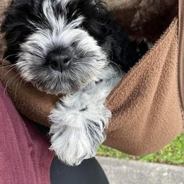 Cockapoo Puppies from Golden Paws