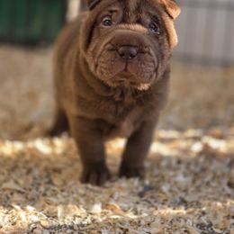 Barnoby - Chocolate dilute male Chinese Shar-Pei puppy in Salem, Ohio from WrinkleMonsters