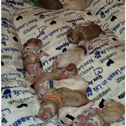 Cocker Spaniel Puppies from -PrincetonzSpanielz-
