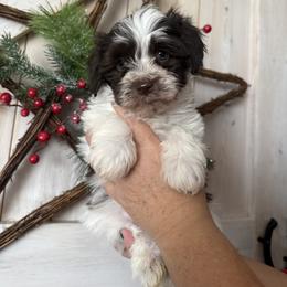 Patch - Chocolate male Havanese puppy in Reese, Michigan from Windy Hill Havanese