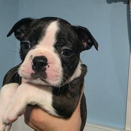 Jake (Oreo) - Black and white male Boston Terrier puppy in Columbus, Ohio from Bryn's AKC Bostons