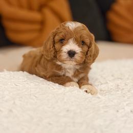 Max - Red male Cavapoo puppy in Melissa, Texas from Southern Love Cavapoos & Maltipoos