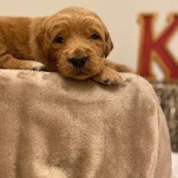 Goldendoodle Puppies from Knox Family Goldens & Doodles