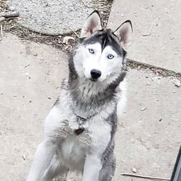 Sophie - Siberian Husky