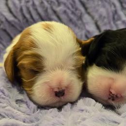 Tri Girl 1 - Tri-color female Cavalier King Charles Spaniel puppy in Meridian, Idaho from Reflection Cavaliers