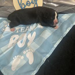 Boy 2 - White male Boxer puppy in Lakeland, Florida from Cote's Boxers