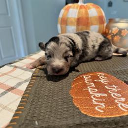 Australian Shepherd and Miniature American Shepherd Puppies from Autumn Fall Aussies