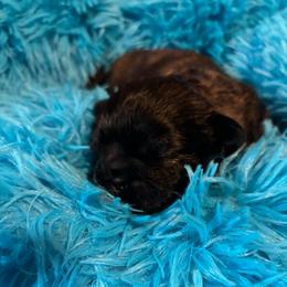 Mocha - Brindle male Shih Tzu puppy in Bluffton, South Carolina from Cuddly Coastal Cuties