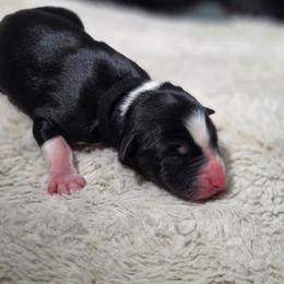 Casper - Black tri-color male Australian Shepherd puppy in Salem, Oregon from Steady Aim Aussies