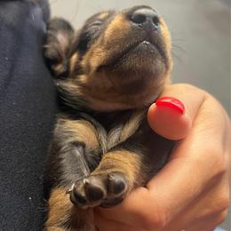 Mr. Black.  AKC - Black and tan male Dachshund puppy in Miami, Florida from Maitime Dachshund