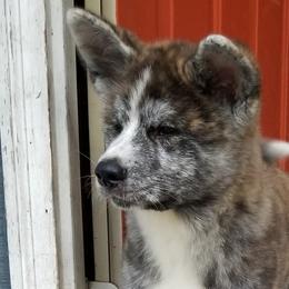 Japanese Akitainu Puppies from Four Seasons Akita (Shikisou)