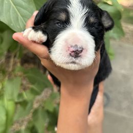 Little foot - Tri-color male Bernedoodle puppy in Northglenn, Colorado from Colorado Bernedoodle Babies