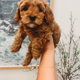 Aussiedoodle, Cockapoo, Miniature Australian Shepherd, and Poodle Puppies from Benson’s Red River Aussies