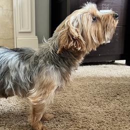 Yorkshire Terriers from Griffin Yorkies