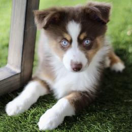 Miniature Australian Shepherd and Toy Australian Shepherd Puppies from Stone & Sage ATX Toy & Mini Aussies