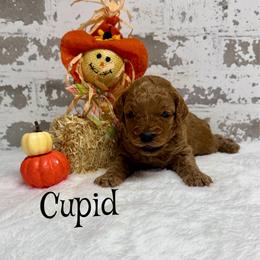 Cupid - Red  male Goldendoodle puppy in Nortonville, Kentucky from Deb’s KY Doodles