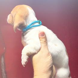 Female 3 - Piebald female Dachshund puppy in Eunice, Louisiana from 4J's Cajun Kennels