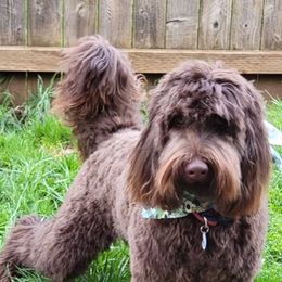 Bogart - Australian Labradoodle