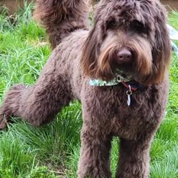 Bogart - Australian Labradoodle