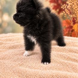 BOO - Black parti female Pomeranian puppy in Mobile, Alabama from Cynthia's Poms